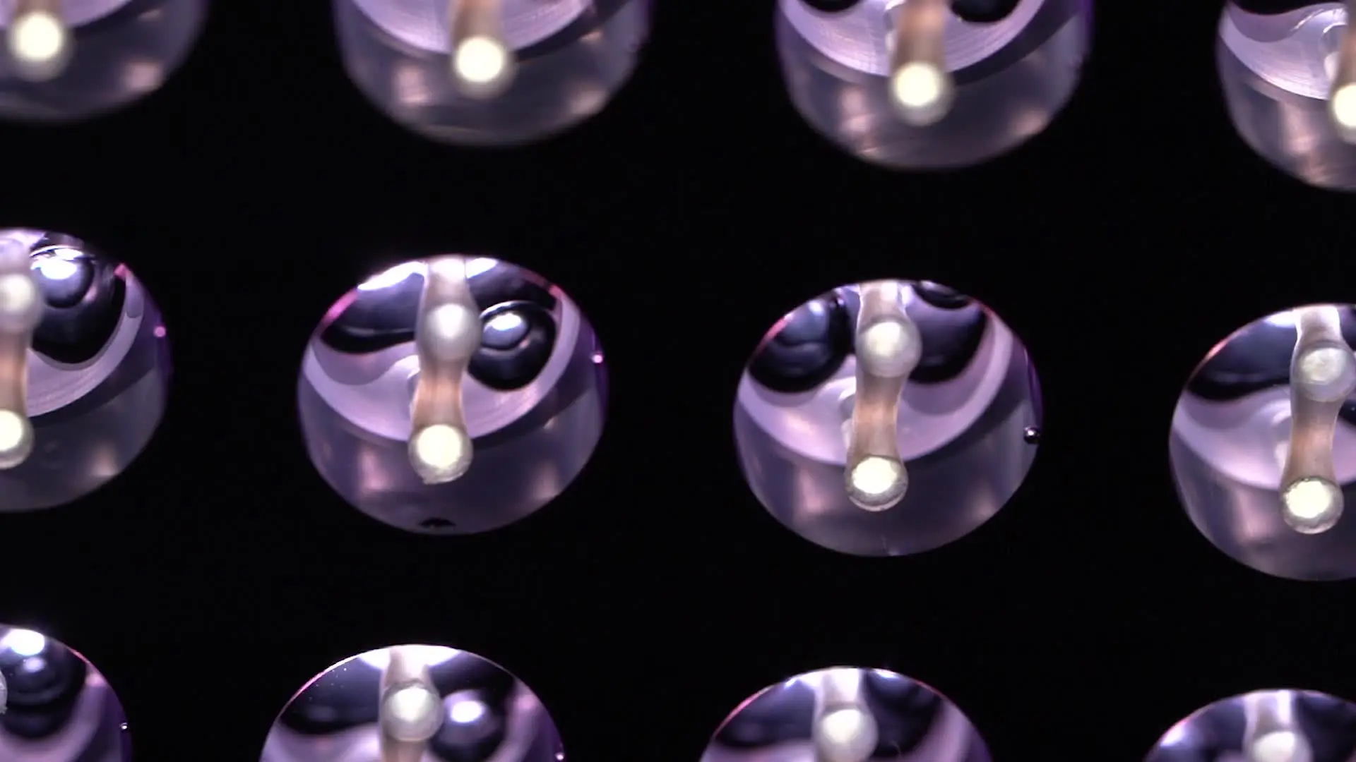 Cardiomyocytes on posts